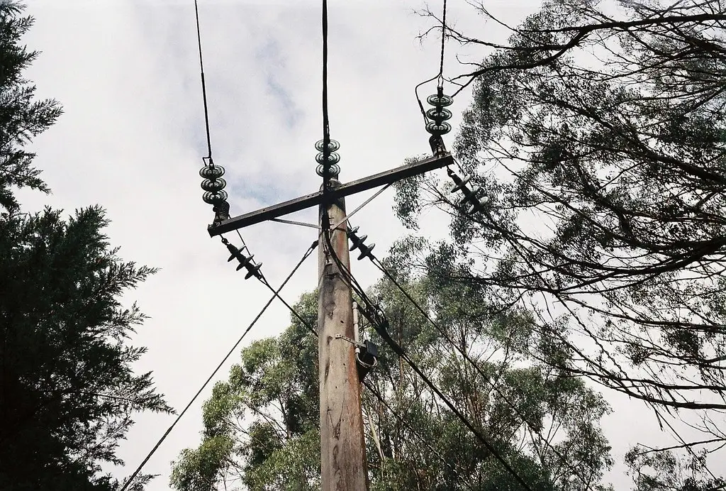 tree removal service