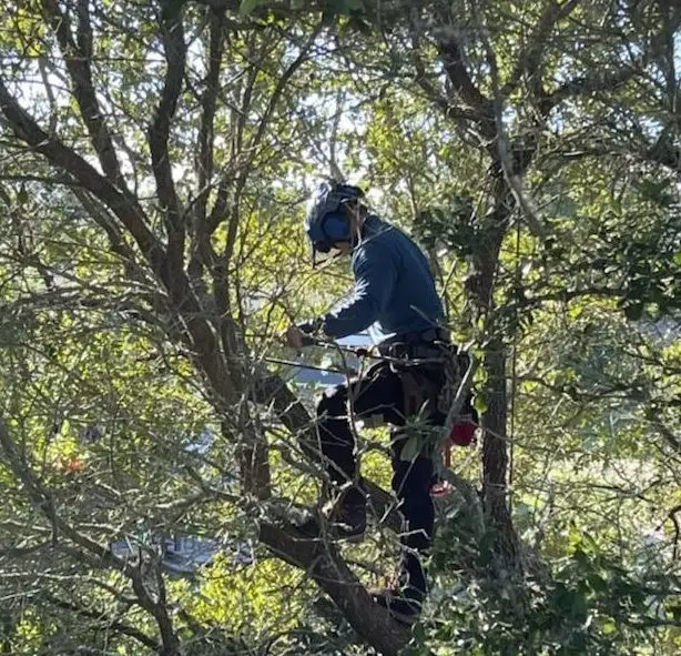 Tree Trimming & Pruning