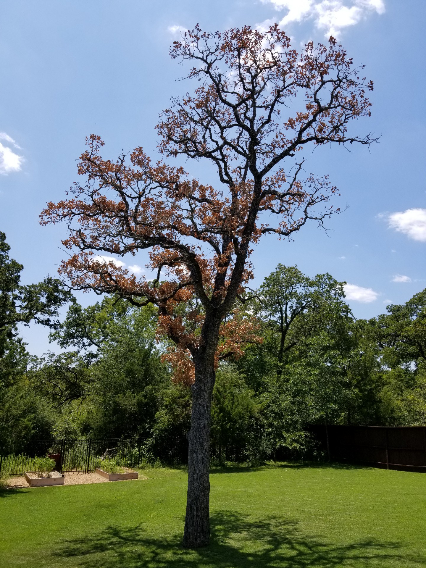 Top Point Tree Dead-Post-Oak-Overwatering-_-root-rot-1-1.jpg
