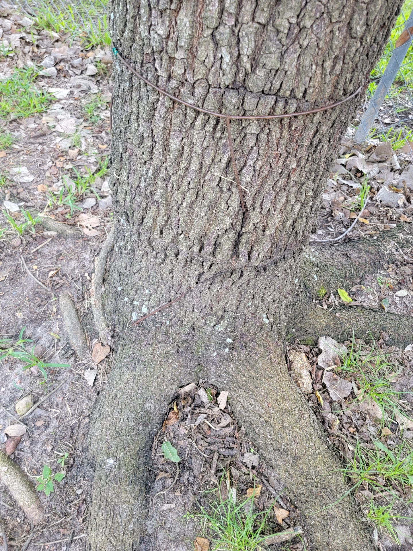 Top Point Tree Metal-Girdling-1-1.jpg