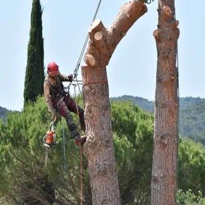 Tree pruning