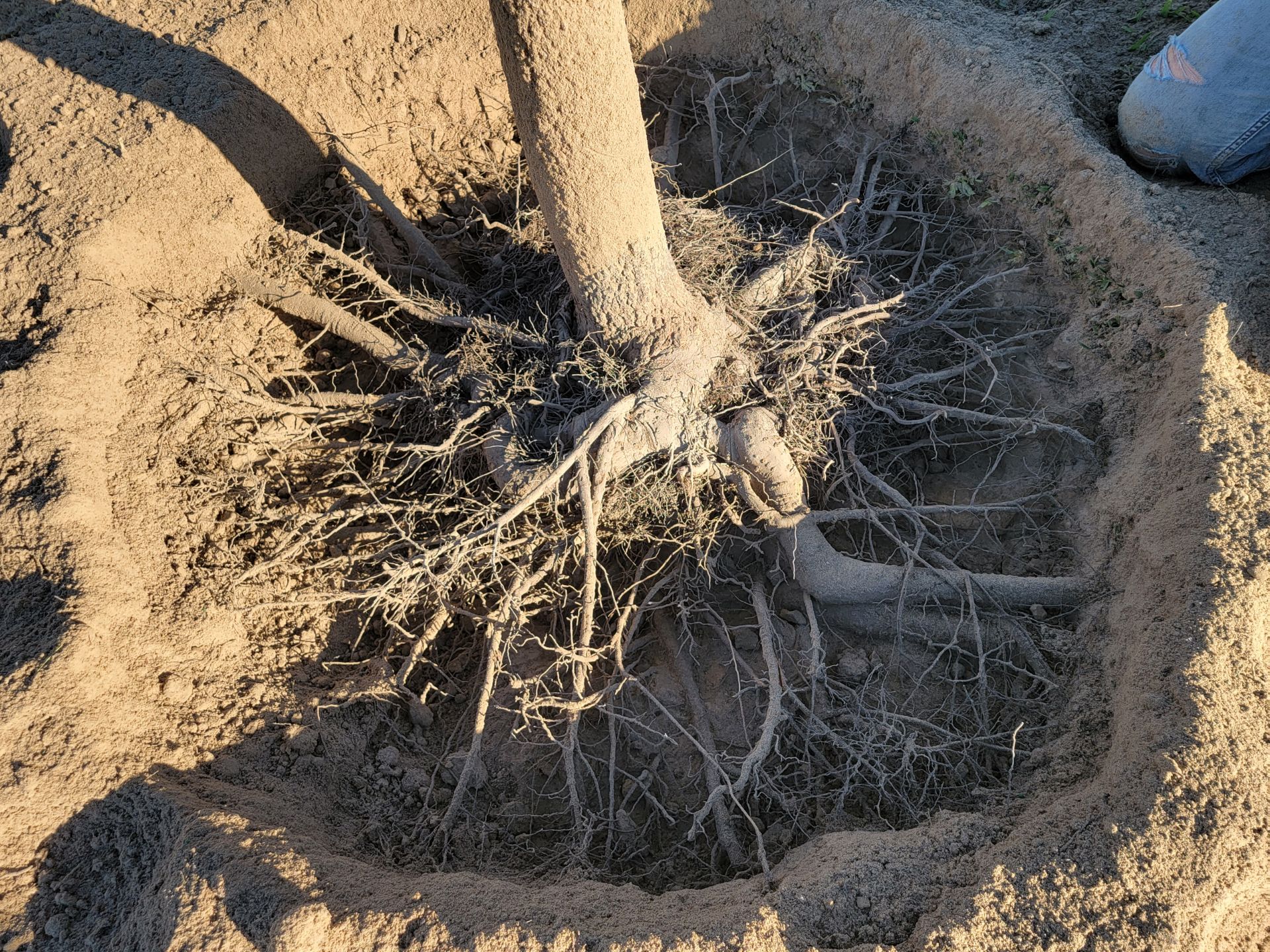 Root-Ball-_-root-flare-excavation-.jpg