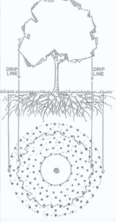 Illustration of the depth in feet for deep root fertilization