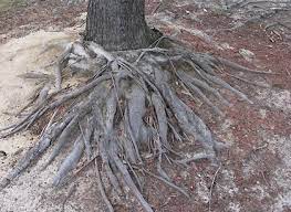 Top Point Tree Tree-Doctor-.jpeg