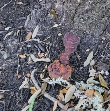 Top Point Tree Top Point Tree