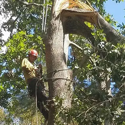 Tree Removal