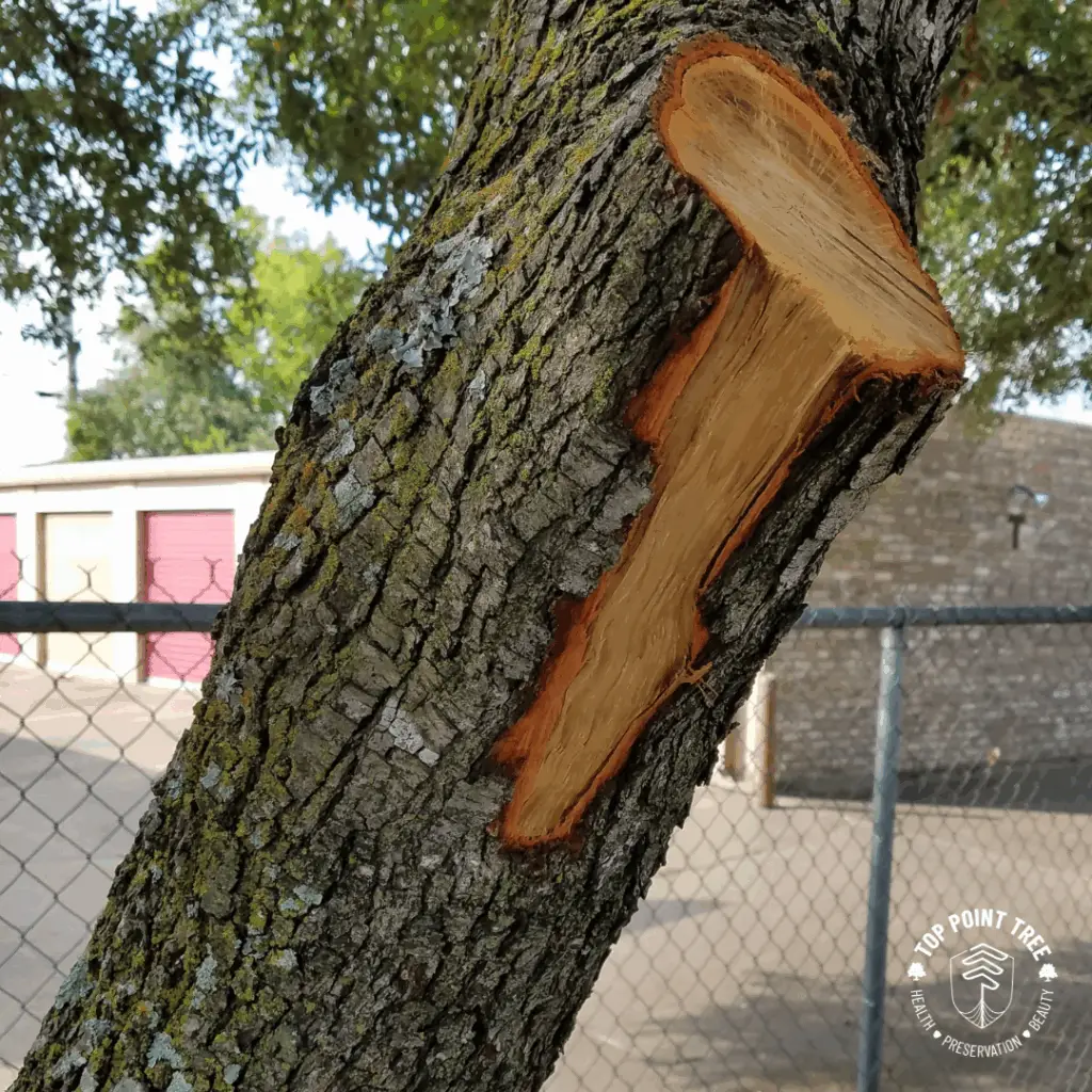 Top Point Tree