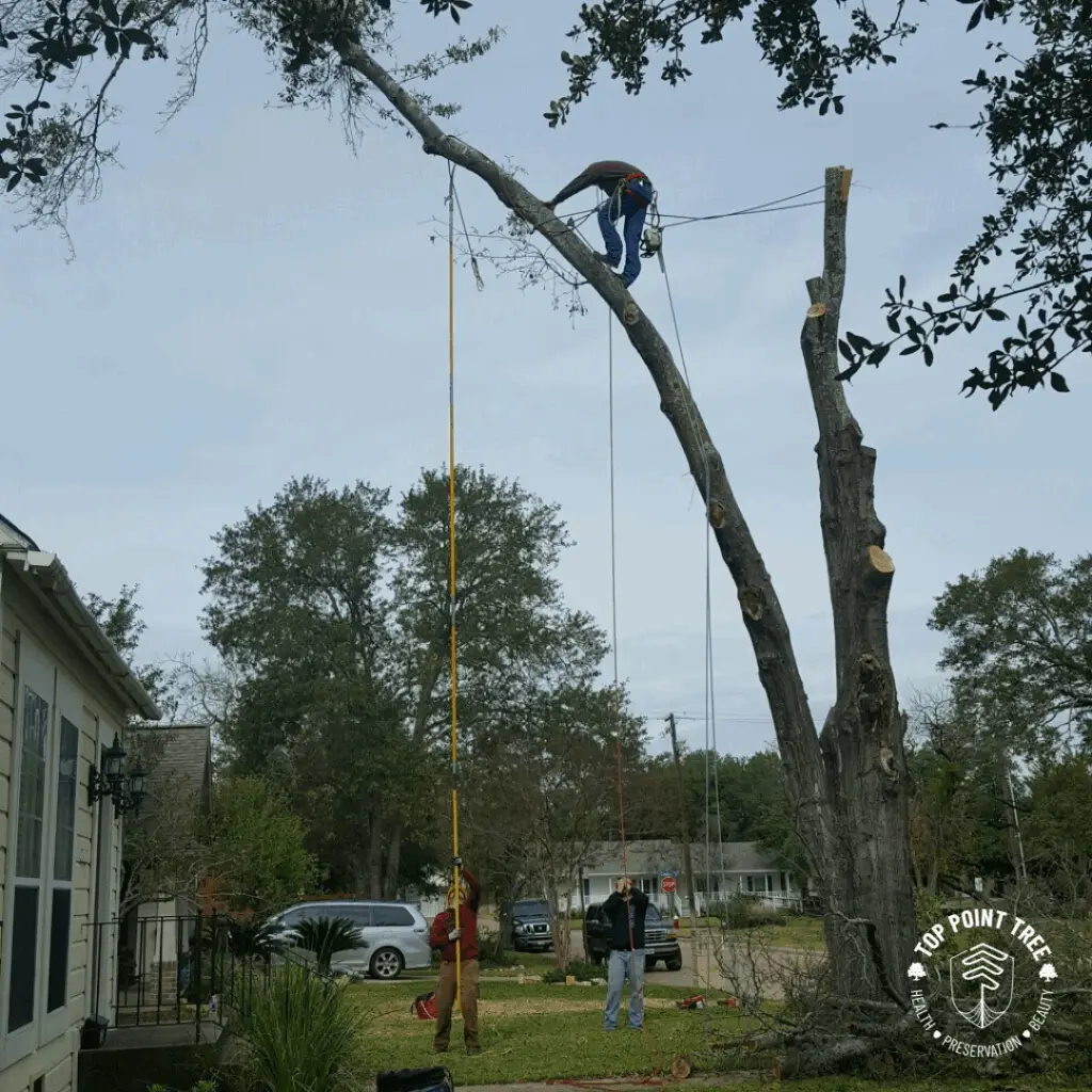 Top Point Tree
