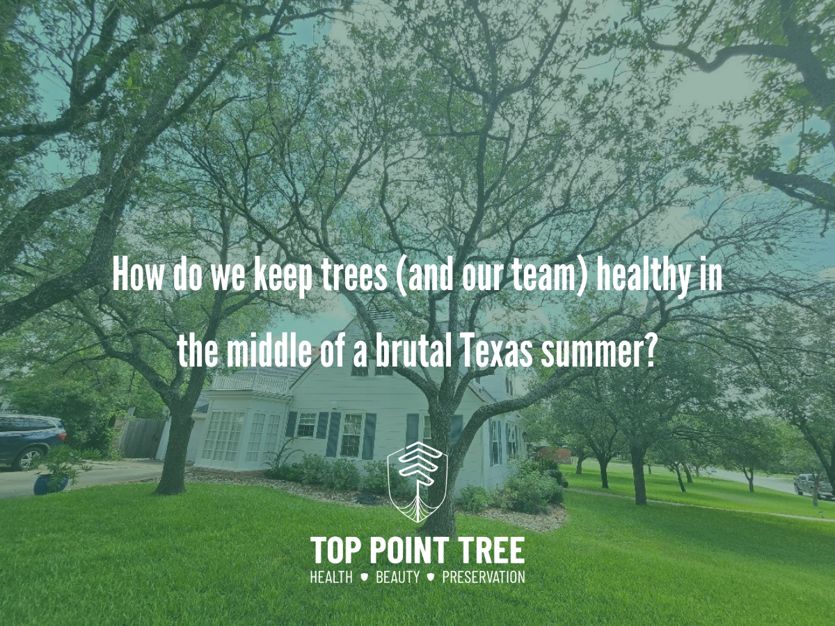How do we keep trees and our team healthy in the middle of a brutal Texas summer