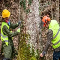 Top Point Tree Arborist Consultations