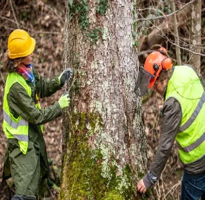 Arborist Consultations
