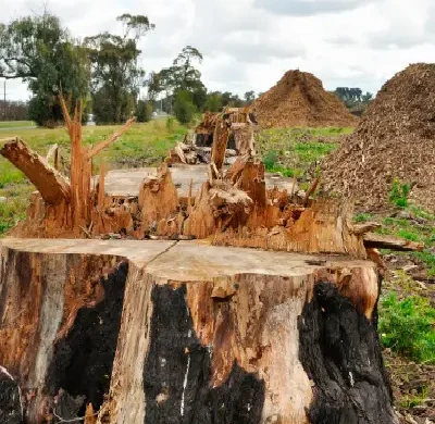 Stump Services