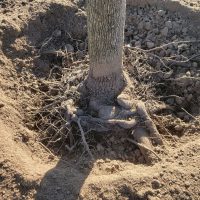 Root-ball-_-root-flare-excavation-1.jpg