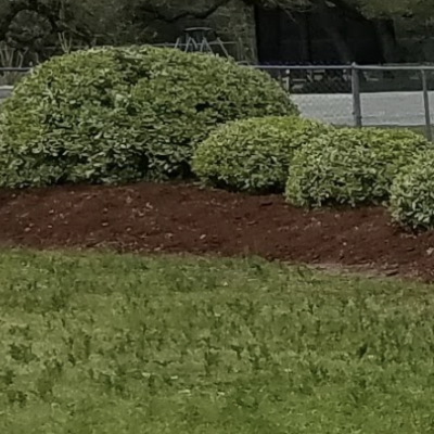 Screen-Shot-2022-04-19-at-10.35.17-AM.png SHRUB MAINTENANCE