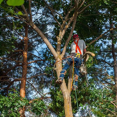 tree-removal2.jpeg